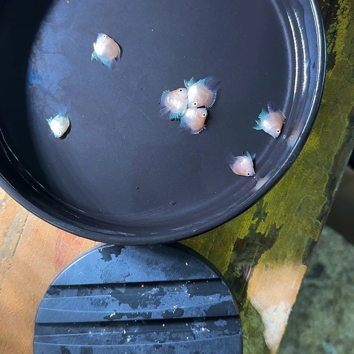 短鲷鱼胭脂一个月6送2备损