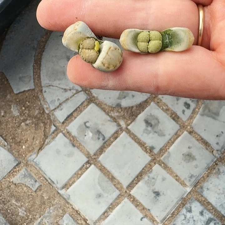 生石花1111。  99