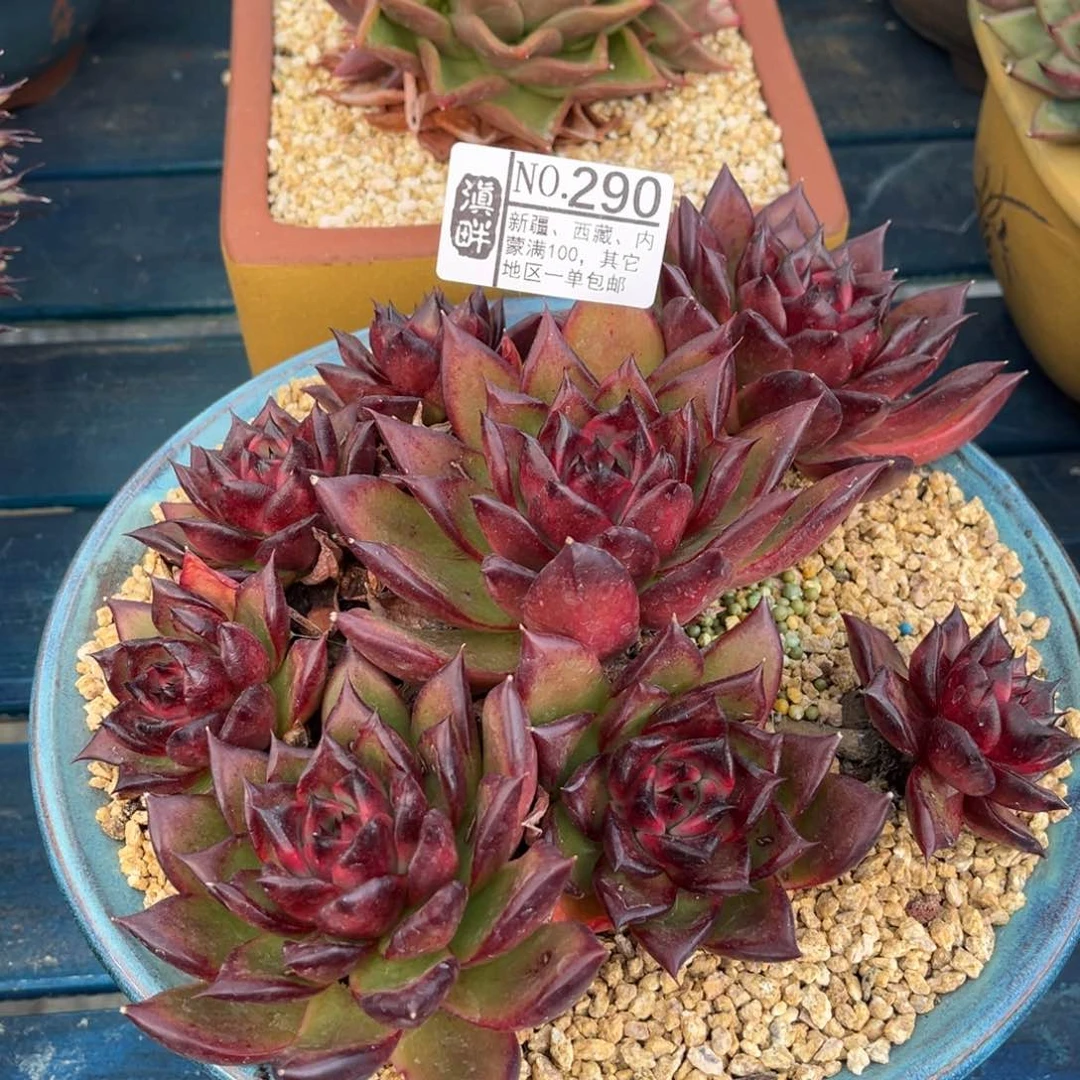 290……………………梅里格林