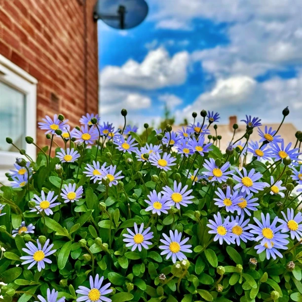 蓝玛蓝色玛格丽特费利菊多年生盆栽多季节爆花阳台花园耐热耐晒