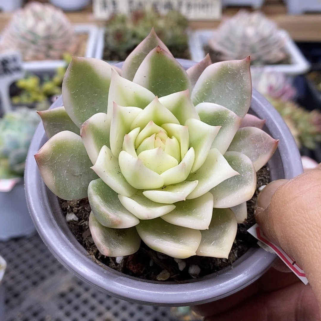 1861 不知名薄叶东云宽覆轮锦 需延时发货