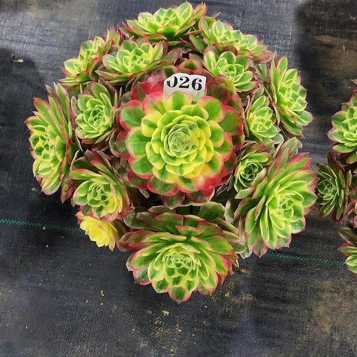 法师海仙026000000