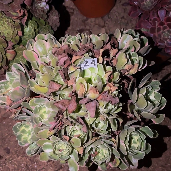 024男神多肉植物不售后