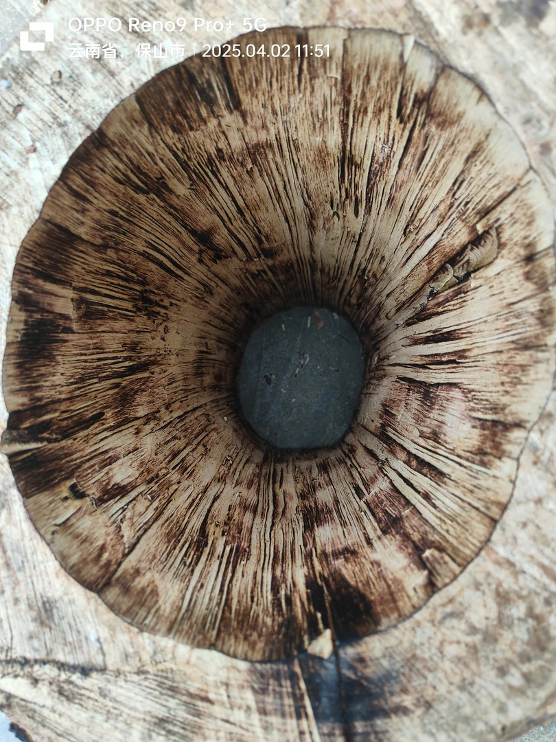 蜜蜂专用红毛树圆蜂桶长度65内空29至33厚度4厘米