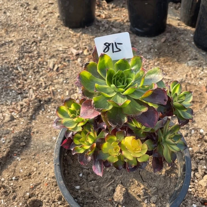 平***好法师植物魅影法师815
