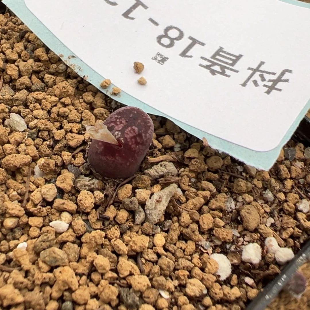 18-128肉锥多肉植物