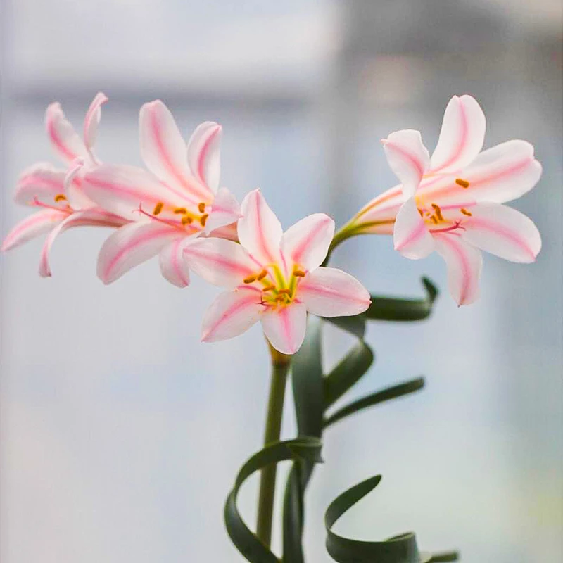 粉花卷叶垂筒Cyrtanthus smithiae南非球根多肉植物弹簧草多肉