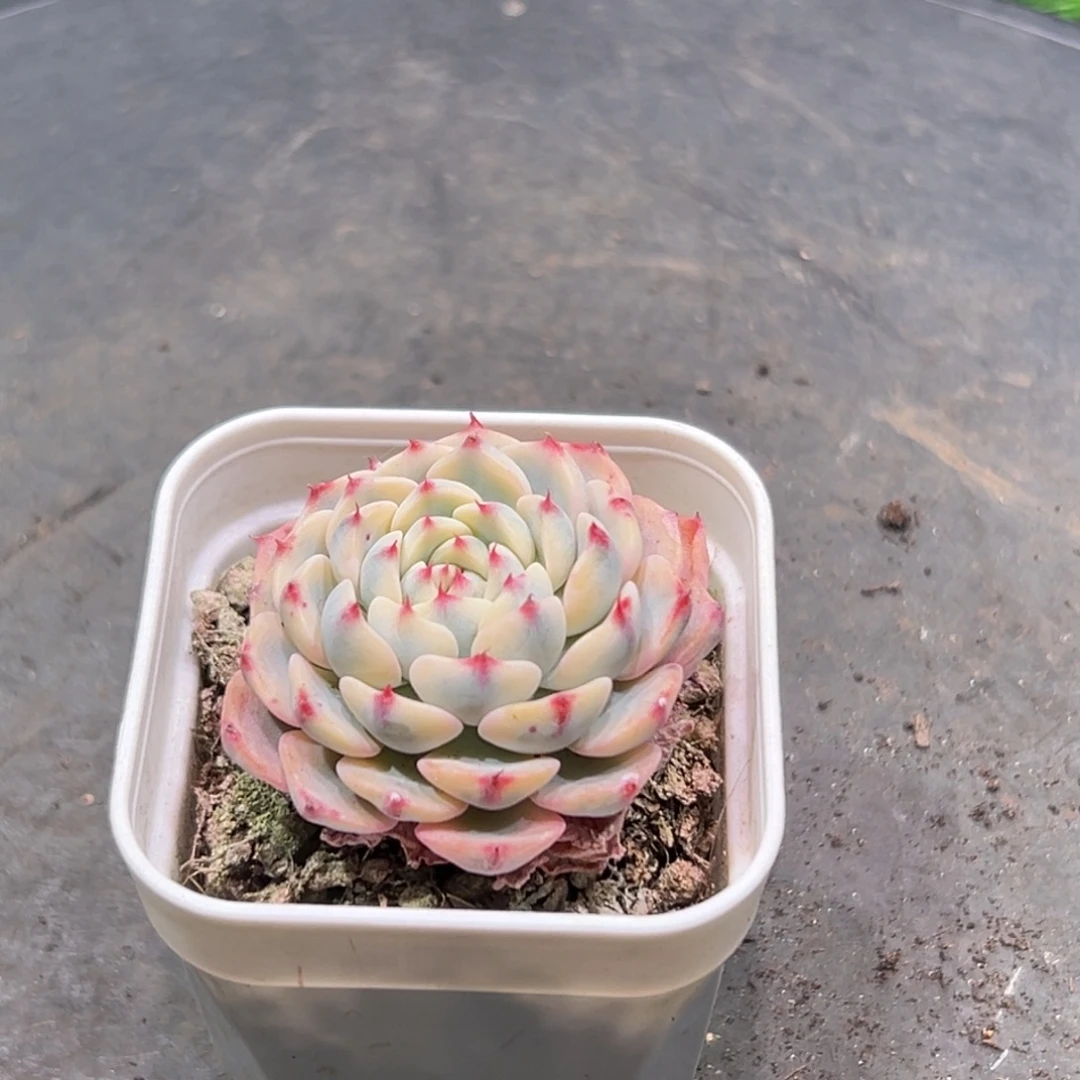 吃***碗姬莲锦，一物一拍。