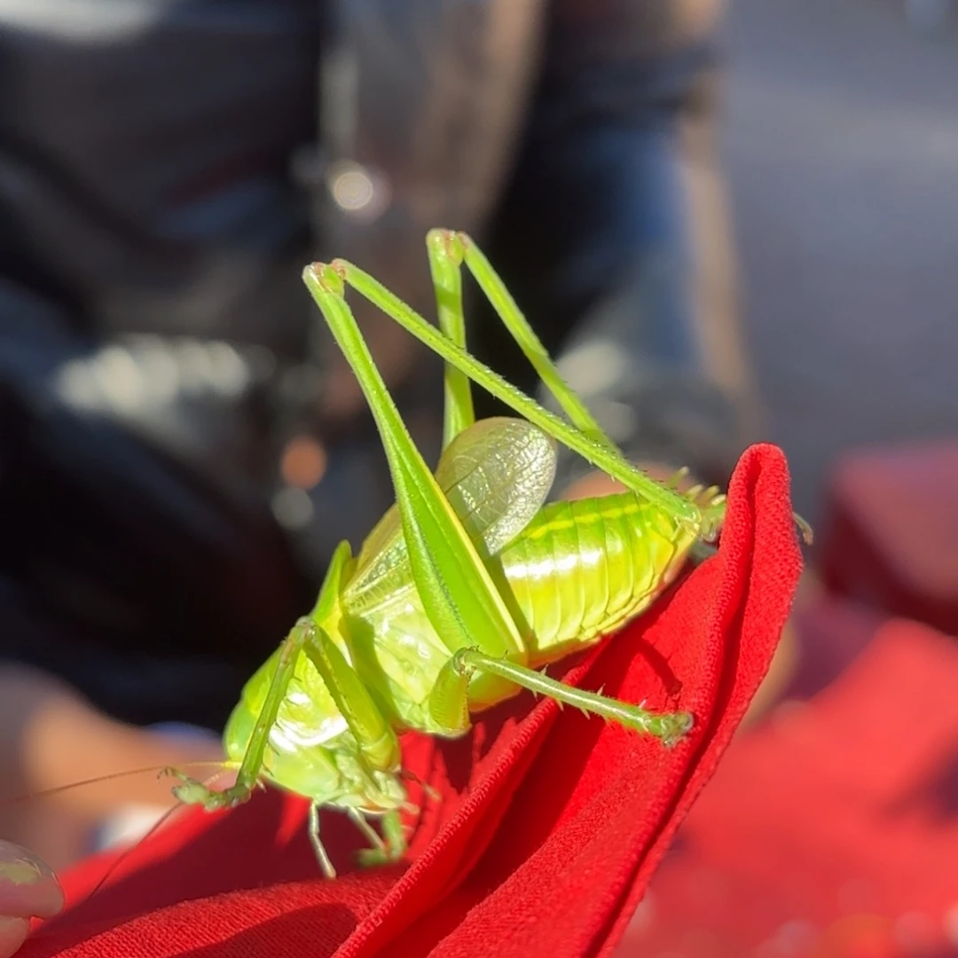 小***星蝈蝈蝈蝈福福价格