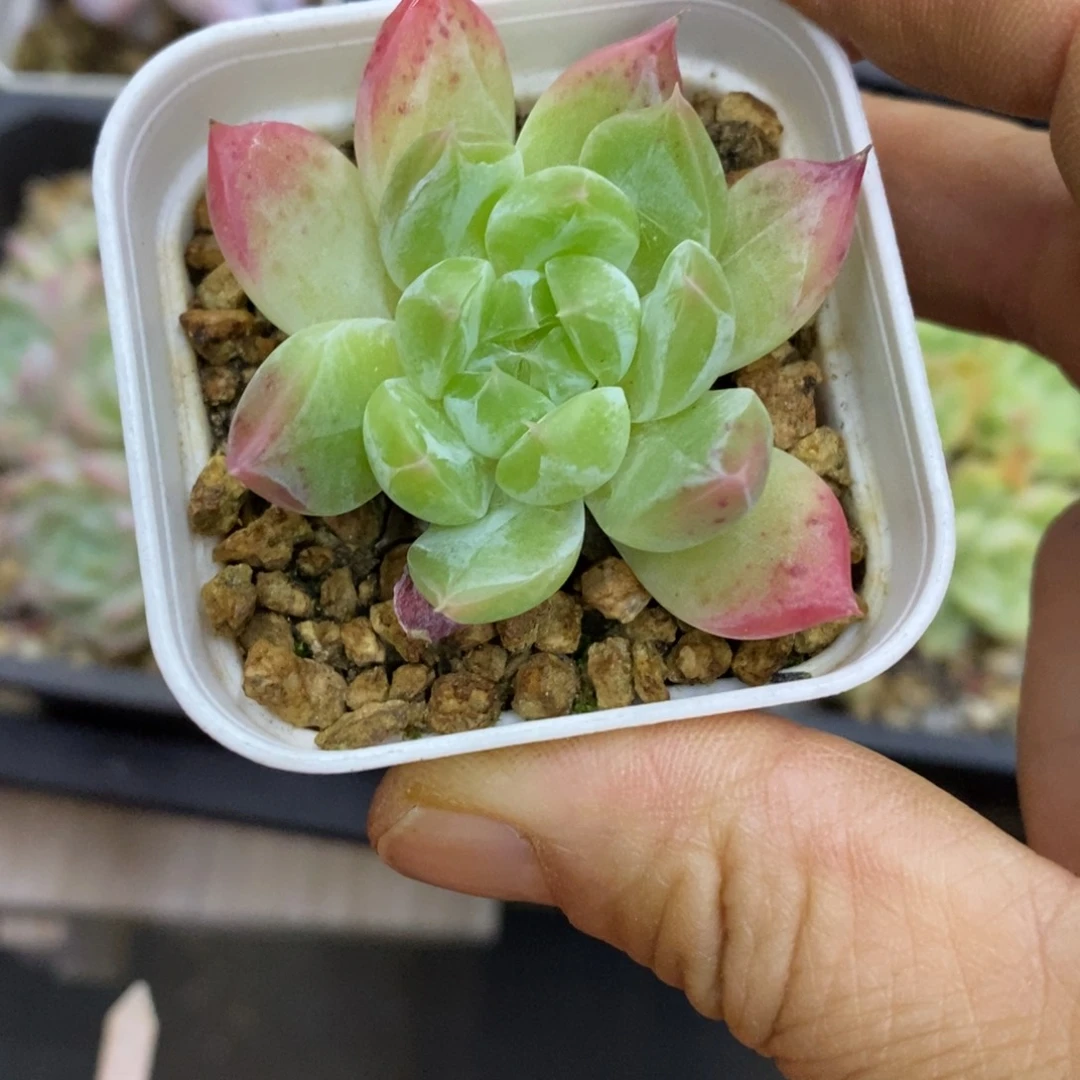 精品多肉一物一拍不包整163