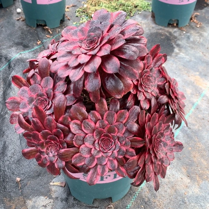720墨颜多肉植物