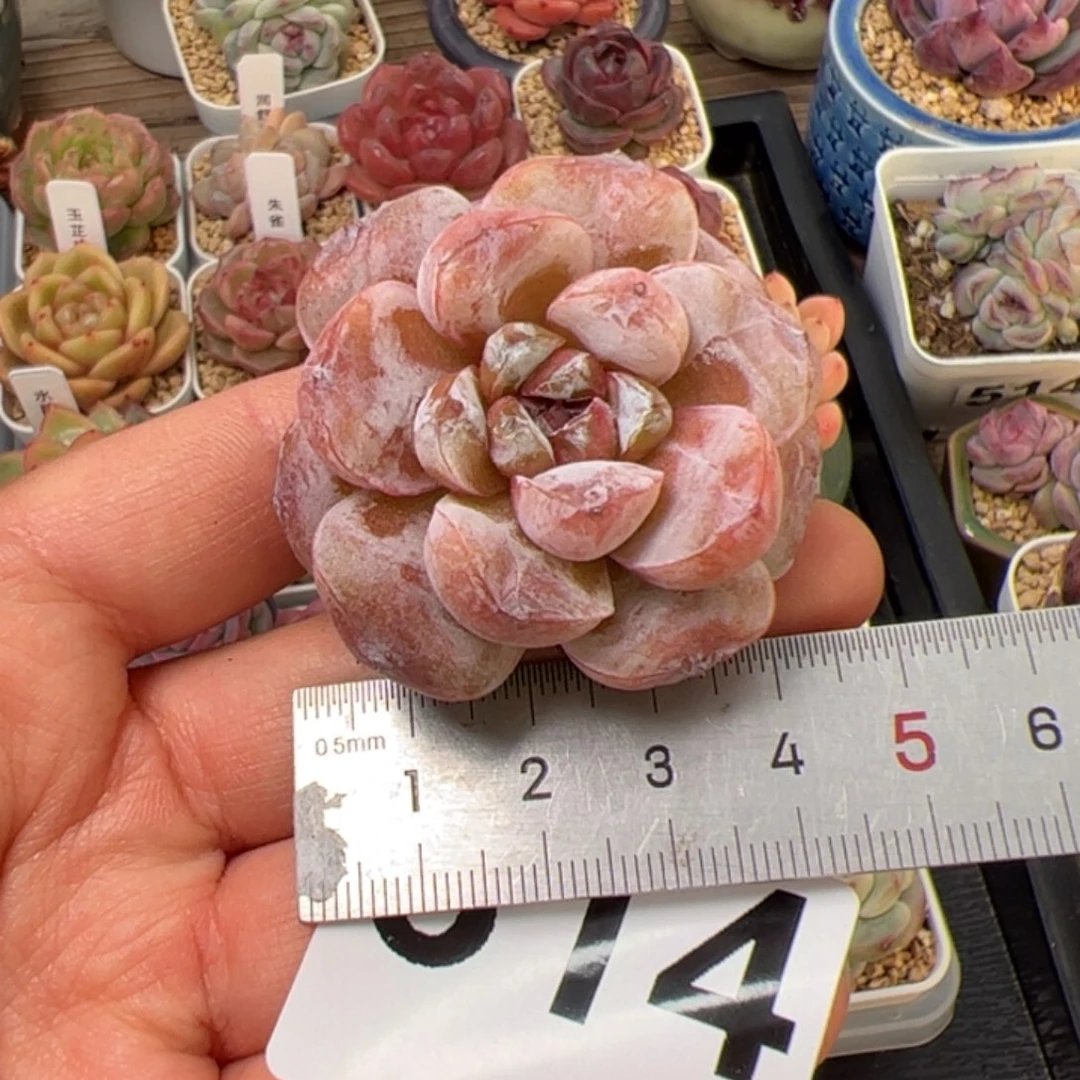 ·314 多肉植物组合