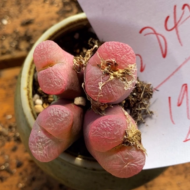 2848一颗有伤一颗