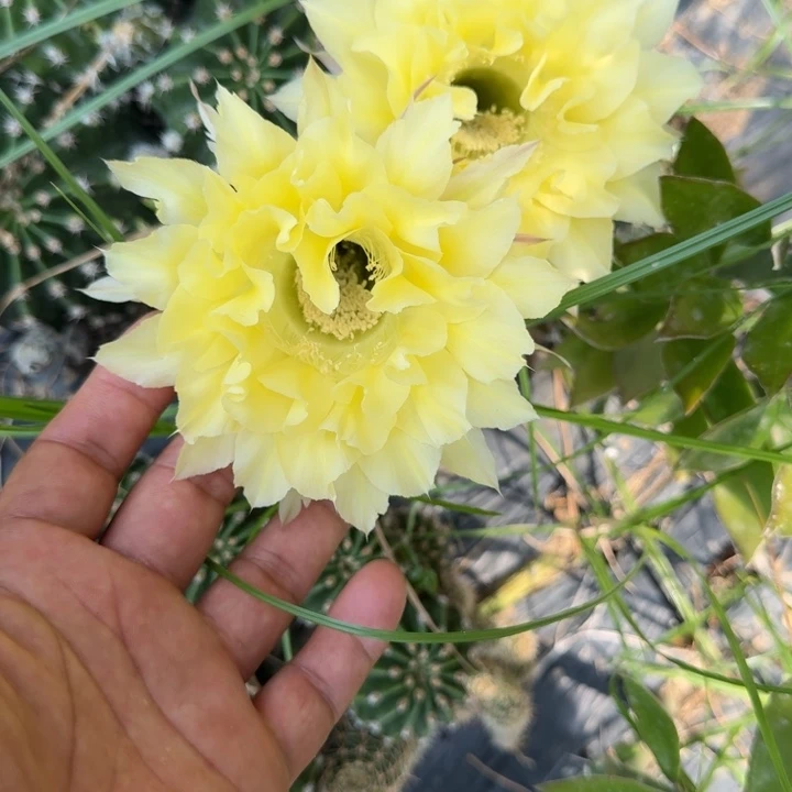 彩草仙人球群生406