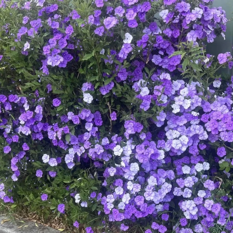 【苗】鸳鸯茉莉花清香盆栽植物庭院阳台新手易养护爆花强