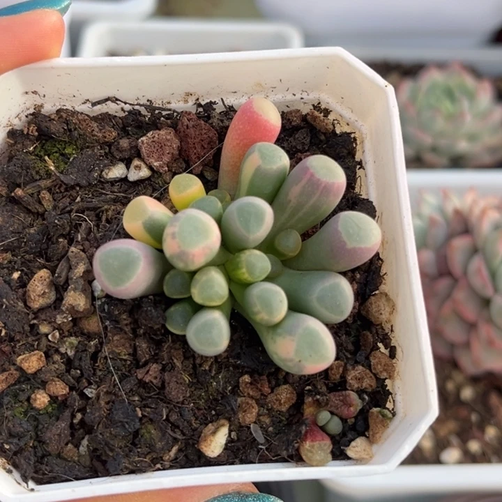 五十铃玉锦一颗价格