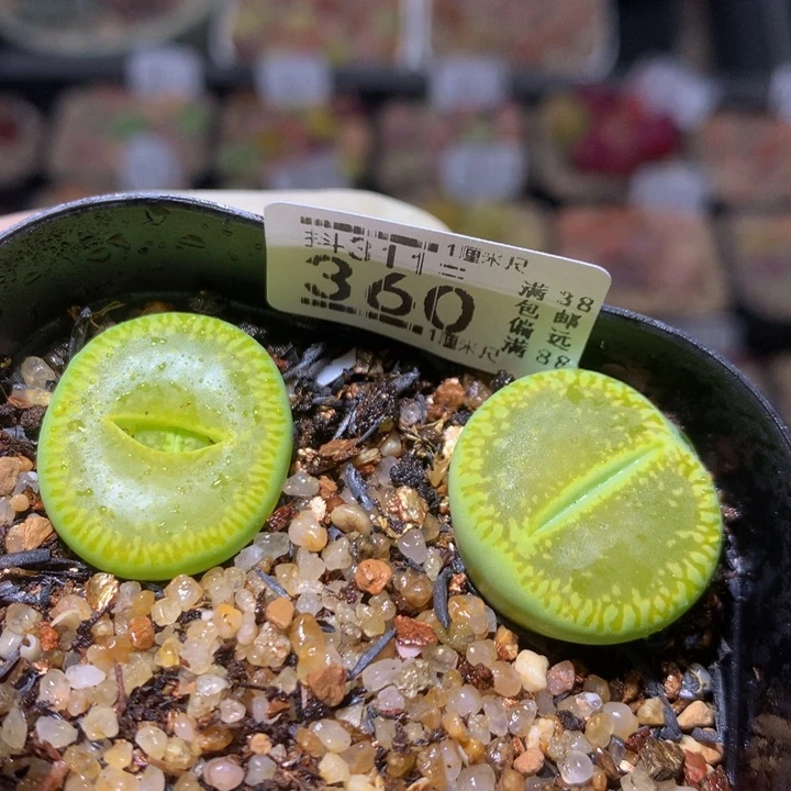 精品生石花311.360