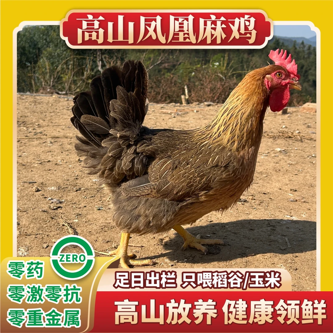 【珠三角活发】 广宁高山凤凰麻鸡 散养230天 （两只装9-9.5斤）