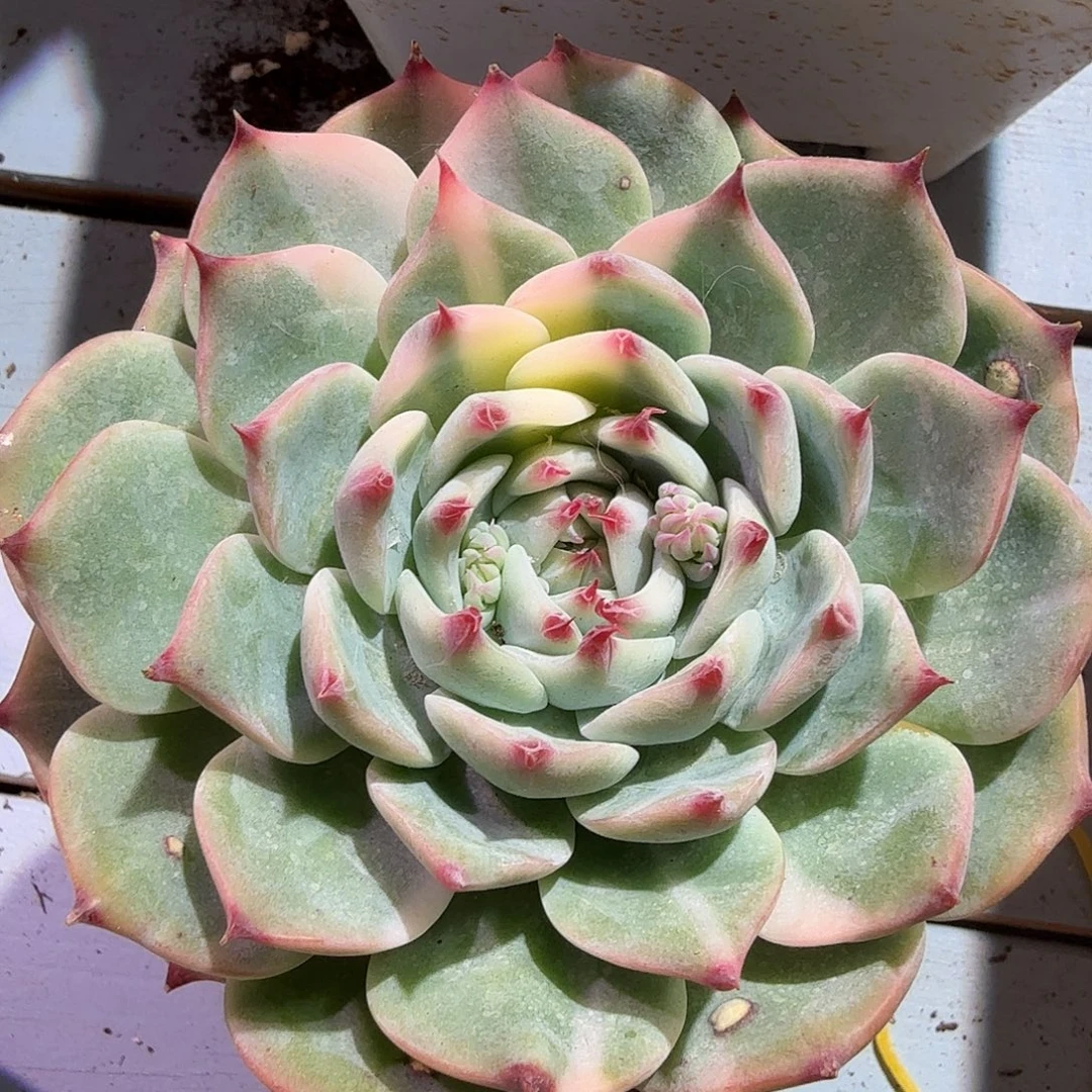 吉娃娃锦，多肉植物