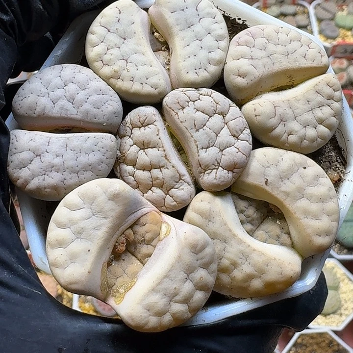 生石花1111222。  150