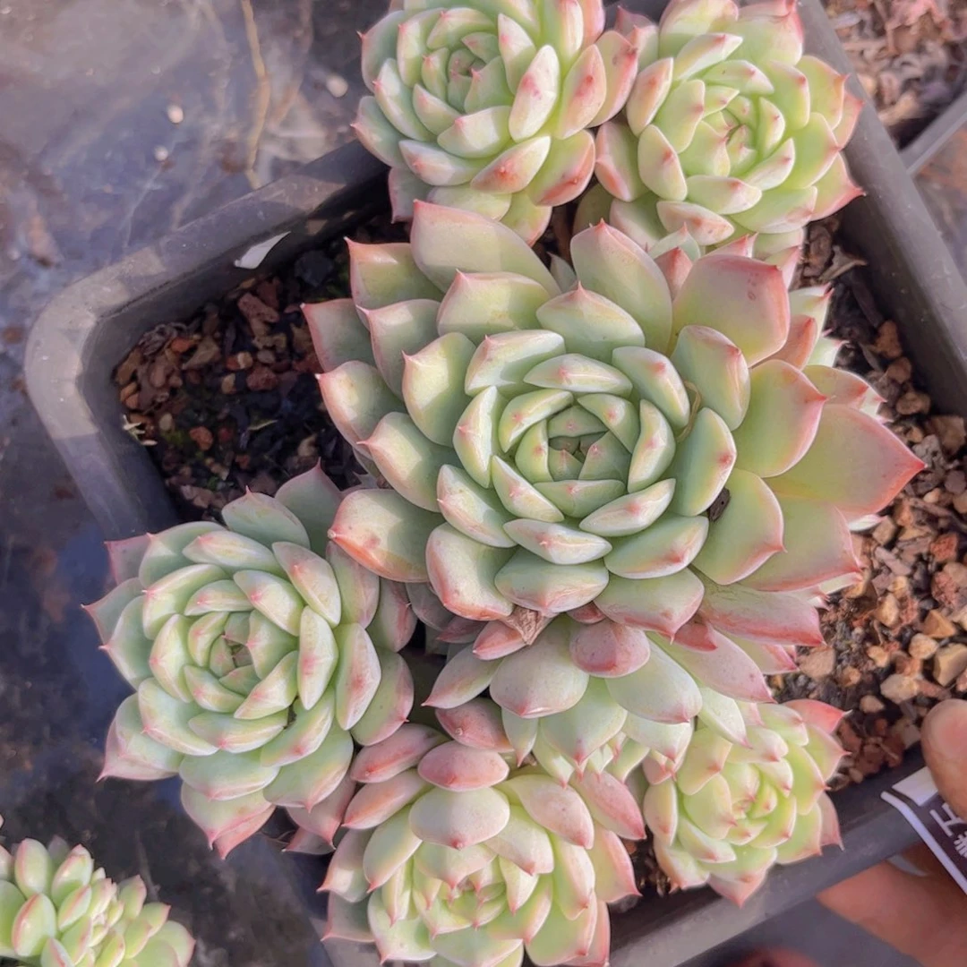 tp2906多肉植物多肉