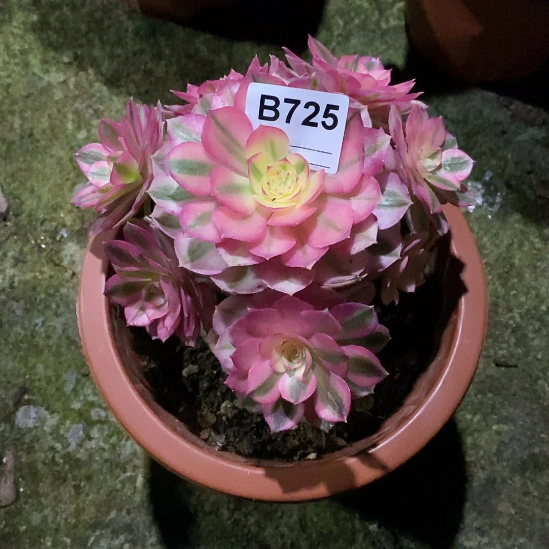 小*猫倾城多肉植物725