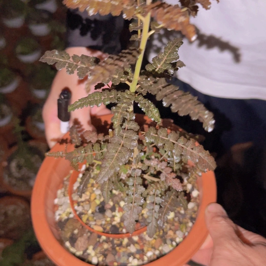 纯***M块根植物块根植物