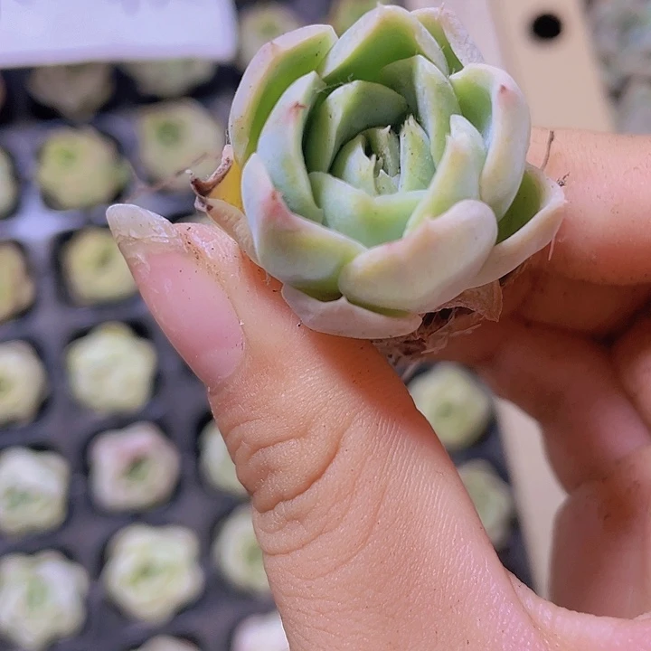 69精品白犀牛2颗一组