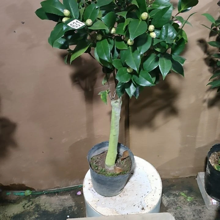 631乔伊，原盆原土发货，不包邮