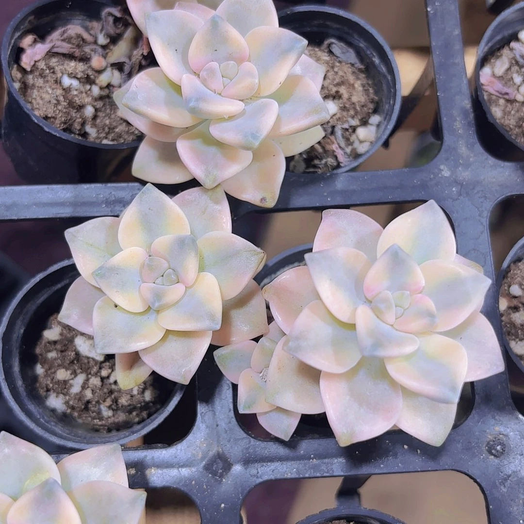 精品美杏锦多肉植物