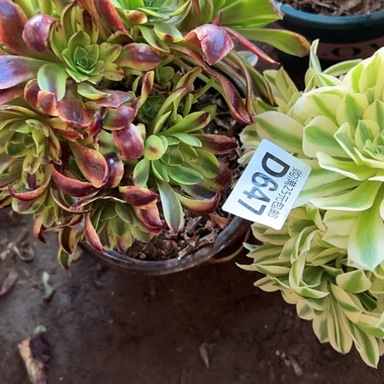 小*多肉植物两个