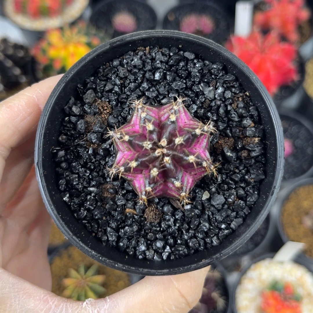 紫海神实生仙人球