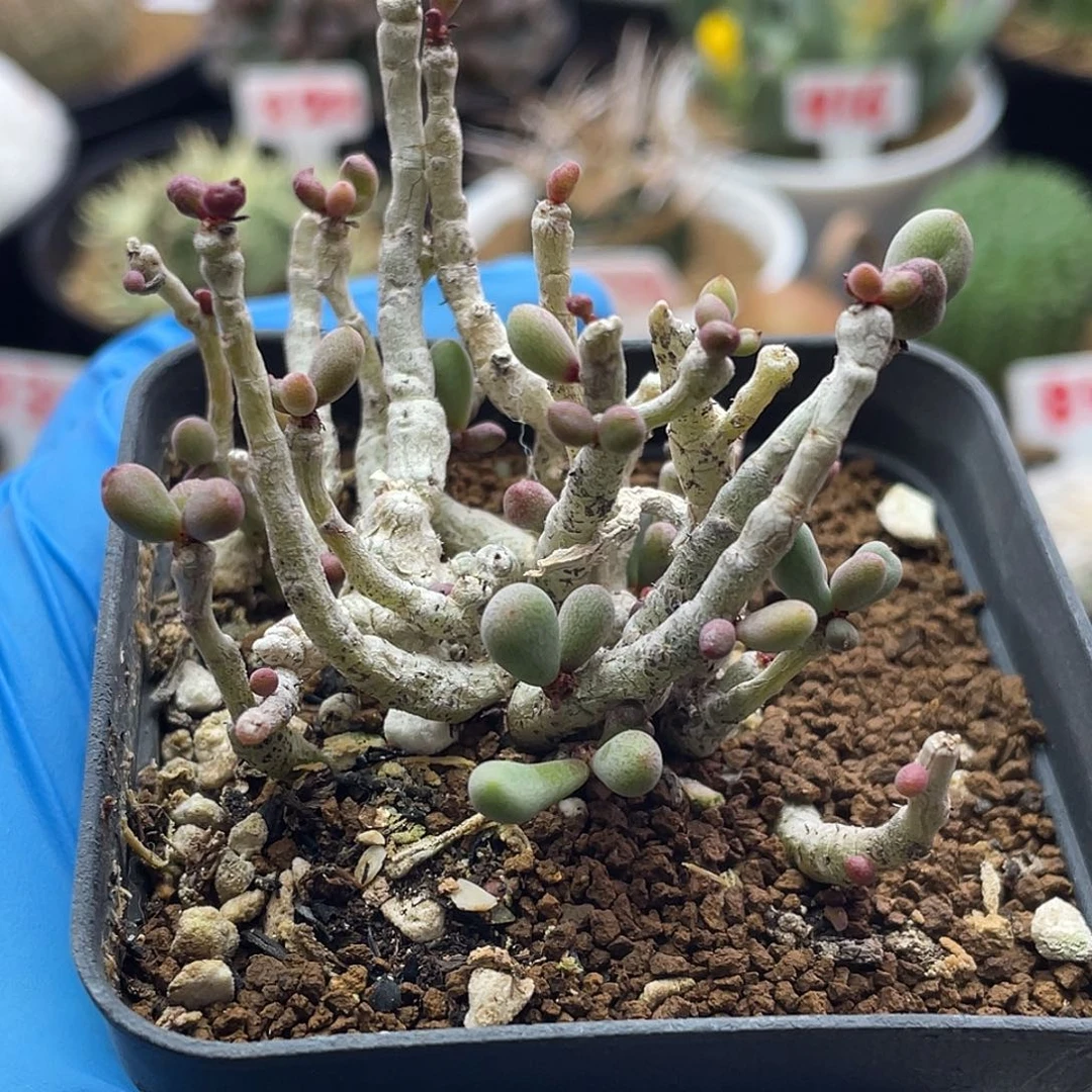 群卵奇峰锦属仙人球