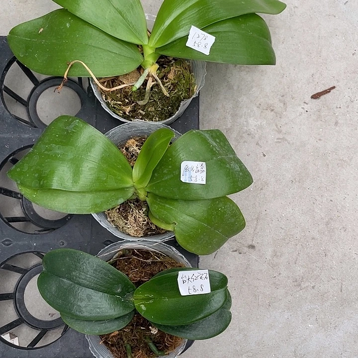 完全开放处理叶损台大红宝石➕原生盲盒➕1278不售后3颗