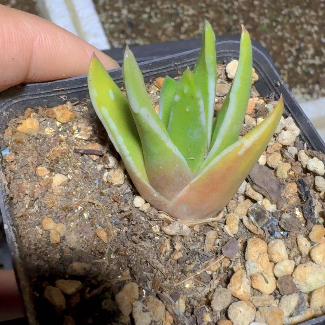 无***妄346白折瑞鹤脱土发货