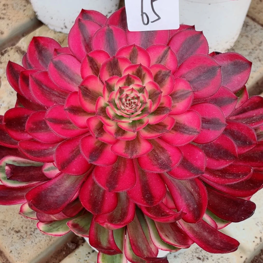 一物一拍多肉法师65