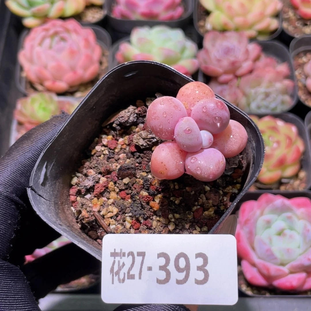 花利美27-393桃蛋