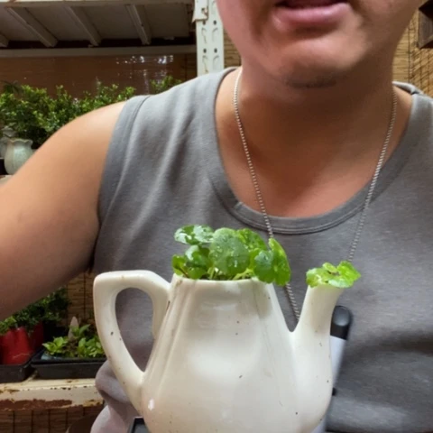 红陶一物一拍所见即所得26