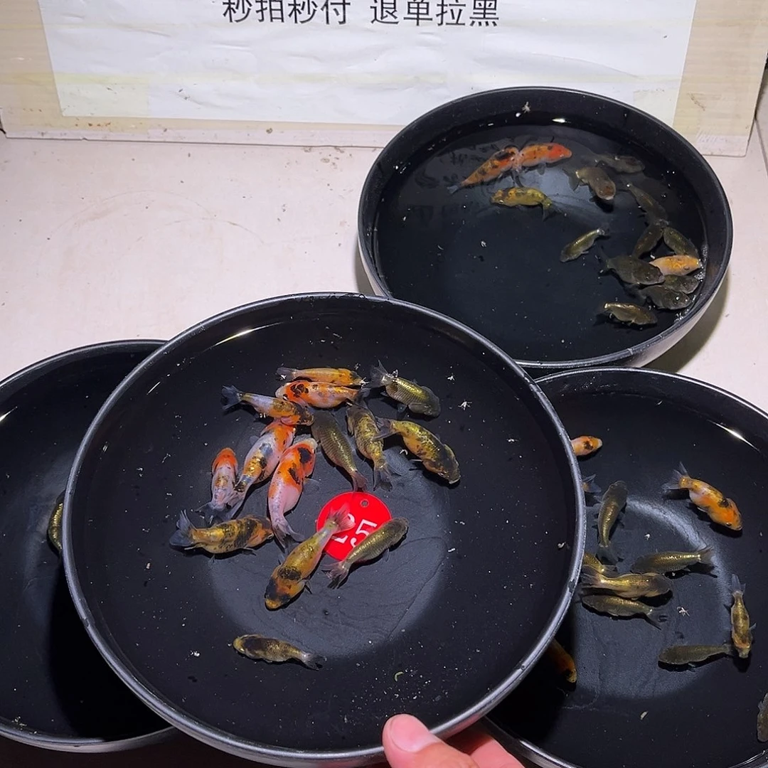 梦****金鱼金鱼福利多多