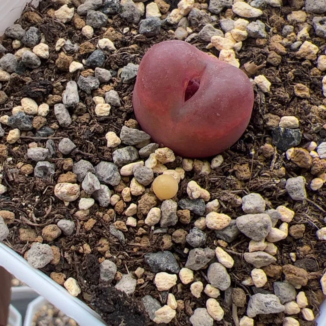 12.26吕杂多肉植物74