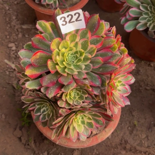 孔雀翎1号棚322多肉植物