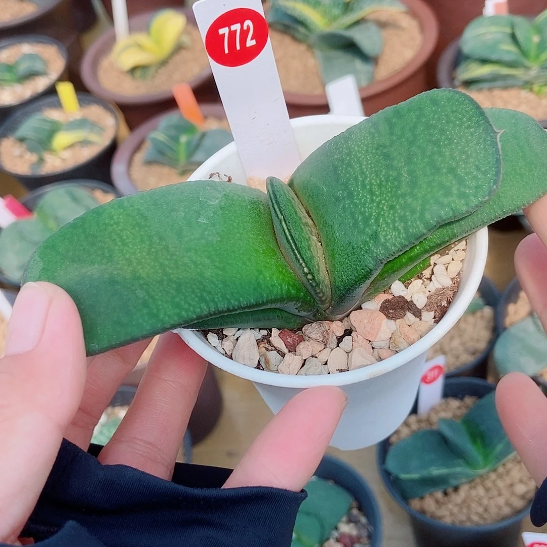 772卧牛实生带盆发货