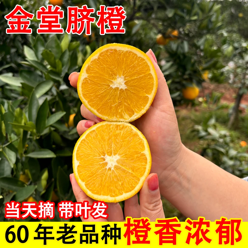 Z四川金堂脐橙现摘产地直发橙子大果新鲜孕妇水果手剥橙