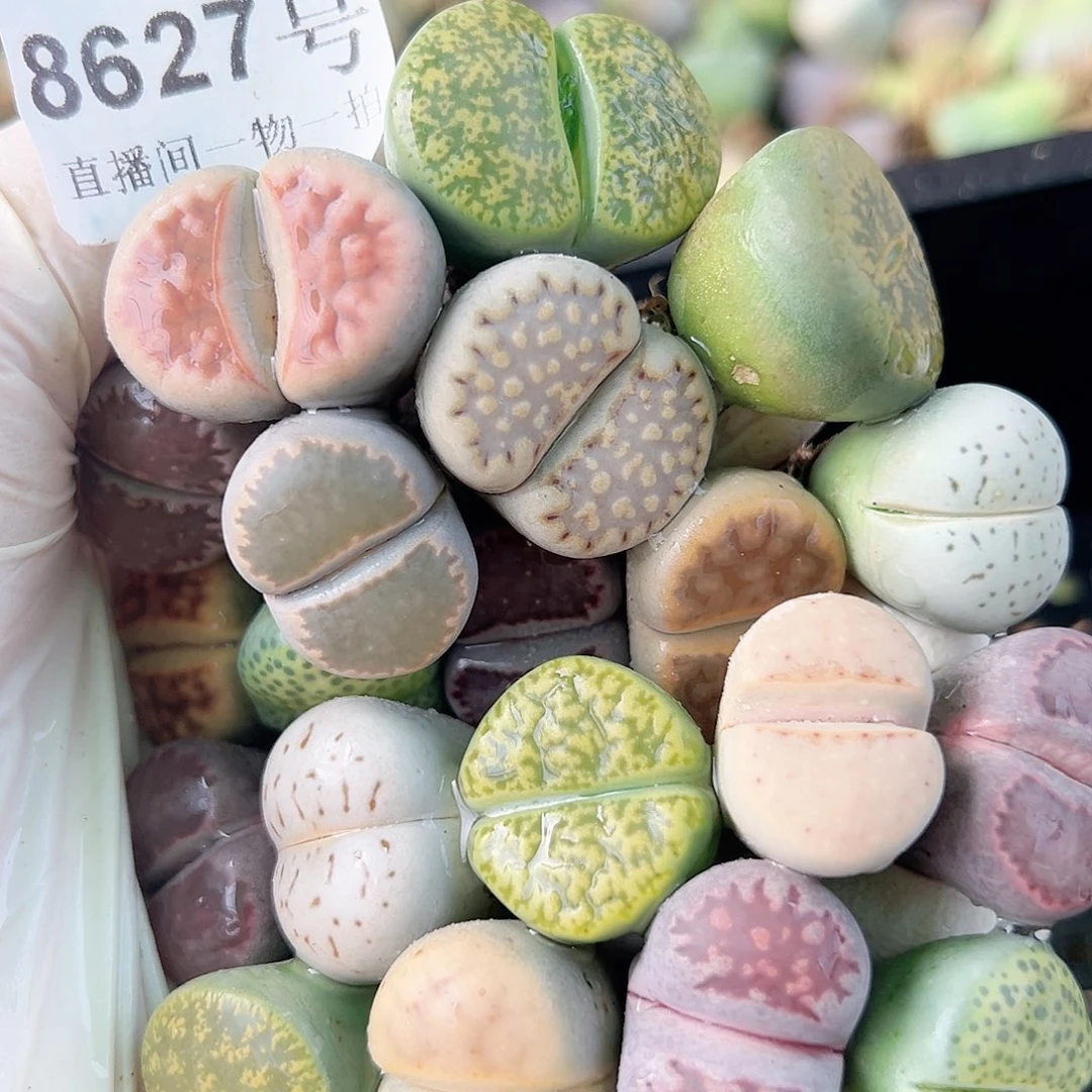 8627 好养易活生石花大母本20个