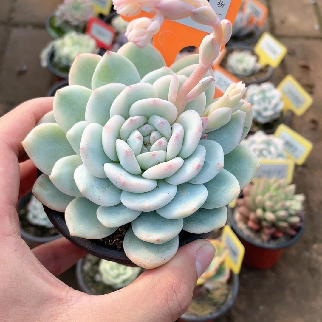 【闪购商品】571号