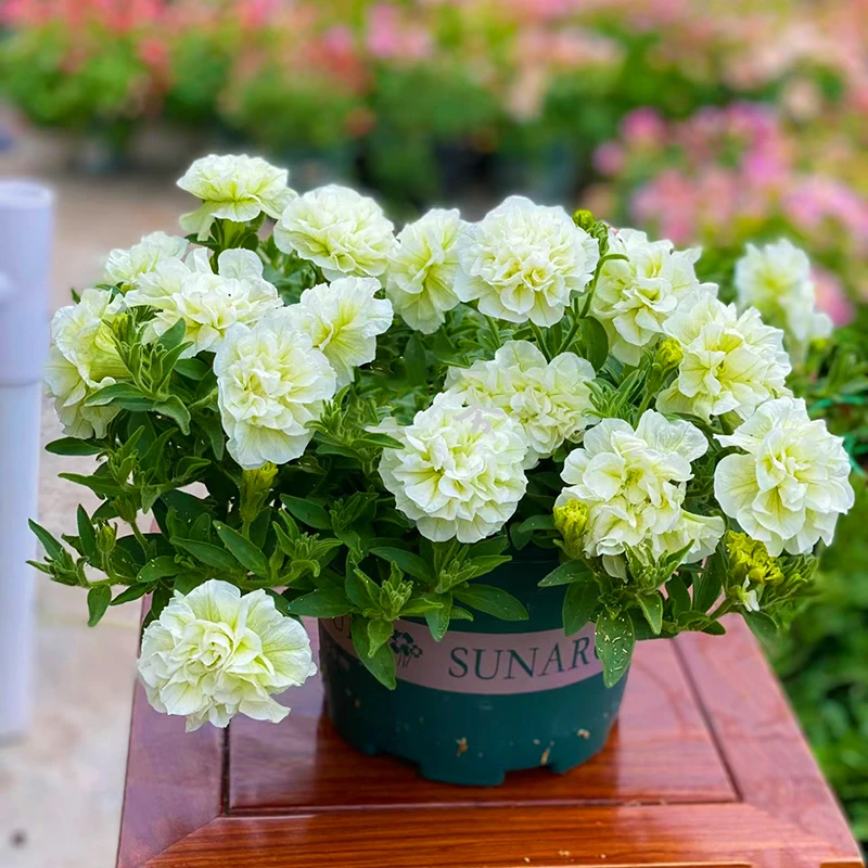 新品种重瓣矮牵牛(开花机器 花期长)多年生阳台庭院开花植物