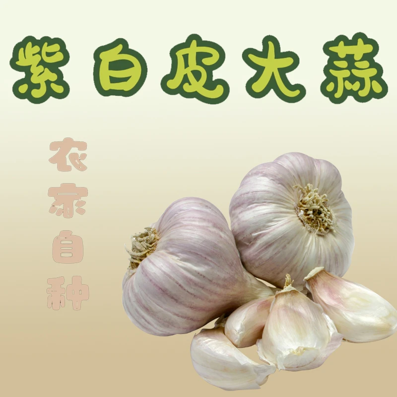济宁大蒜2024山东大蒜农家自种3斤/5斤装颗大饱满