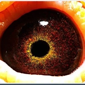 比利时 盖比 奶酪 桑杰士 凡龙 利奥 幼鸽