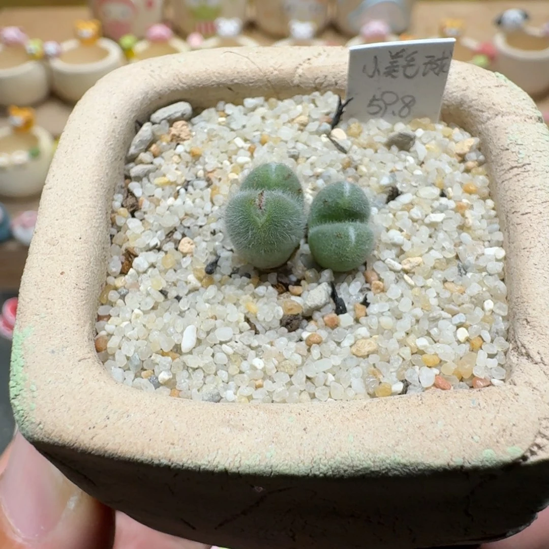 蘑菇1163小美毛球多肉植物