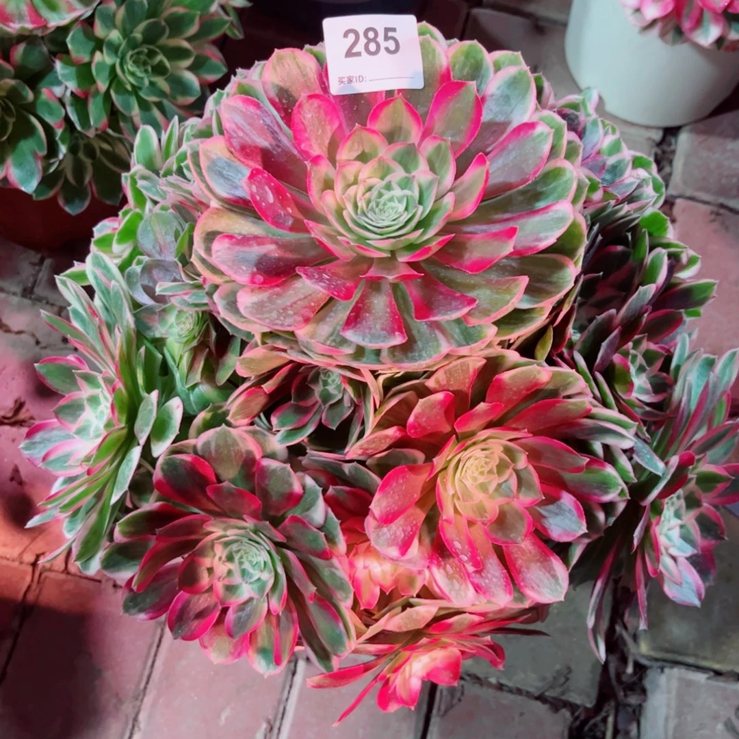 285孔雀翎法师多肉植物